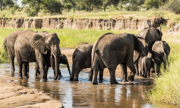 3 DAYS SAFARI TO LAKE MANYARA / NGORONGORO / TARANGIRE