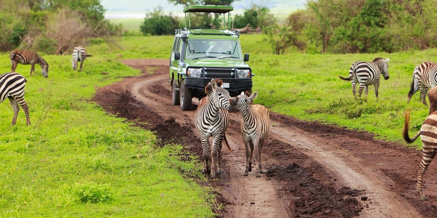 4-Day Safari Adventure