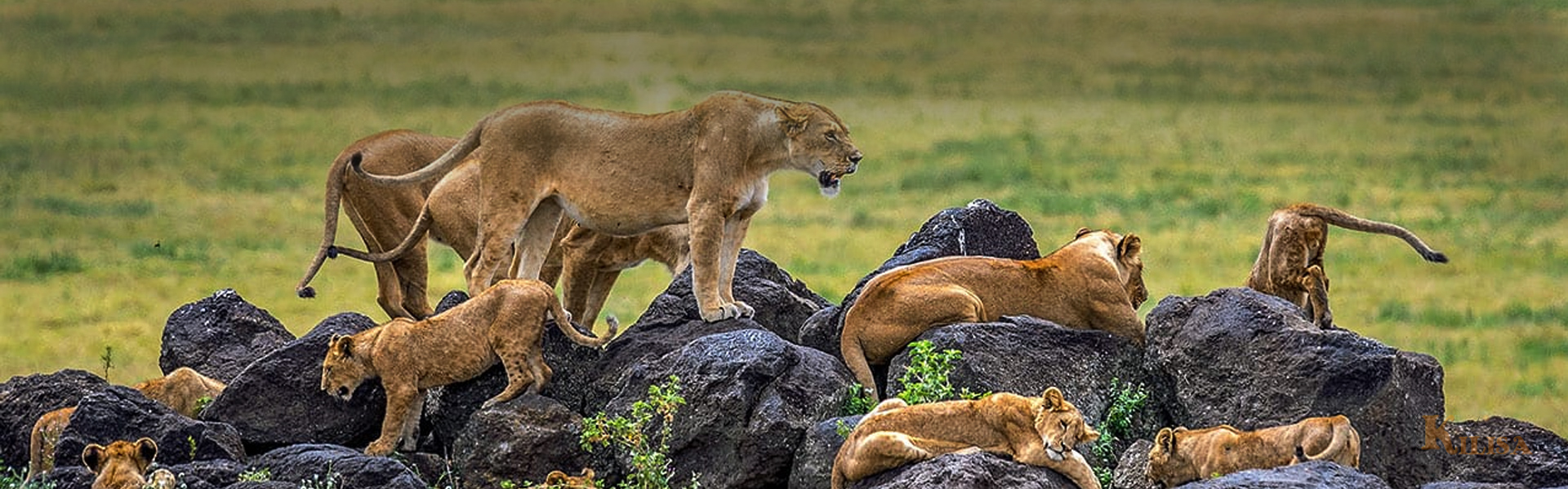 4-DAY SAFARI TO LAKE MANYARA / SERENGETI PLAINS / NGOROGORO CRATER