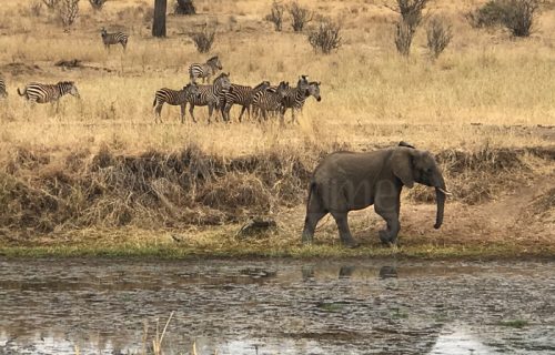 3 DAYS SAFARI TO LAKE MANYARA / NGORONGORO / TARANGIRE