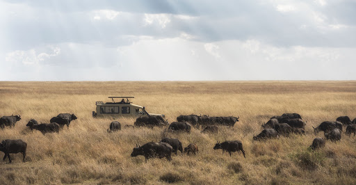 5-DAY SAFARI TO LAKE MANYARA / SERENGETI PLAINS / NGOROGORO CRATER