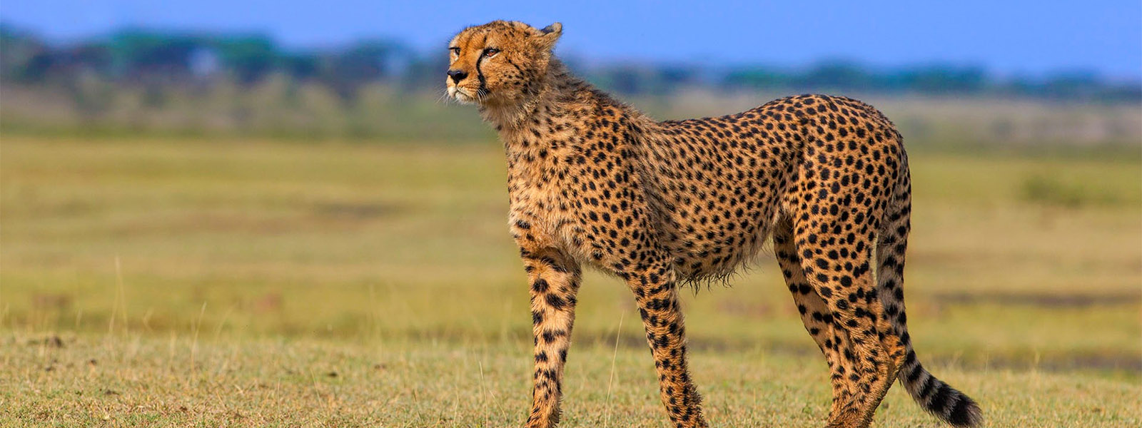 7 DAY SAFARI TO LAKE MANYARA / SERENGETI PLAINS / NGOROGORO CRATER / TARANGIRE
