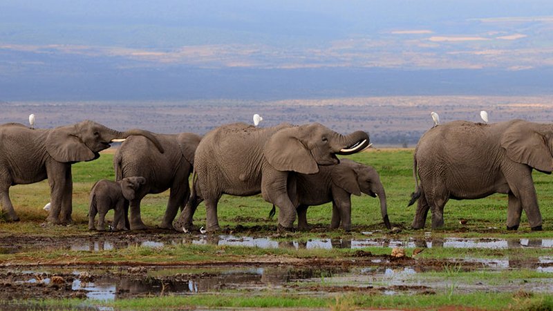 safari package image