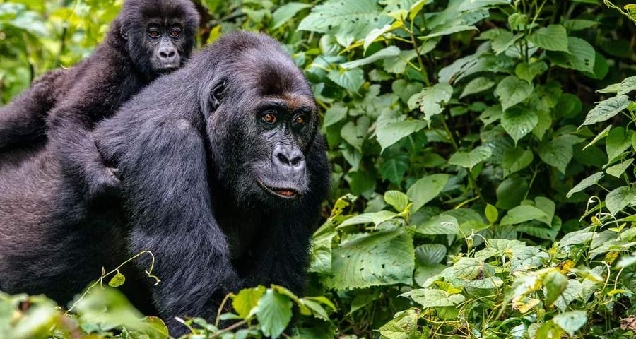 bwindi uganda