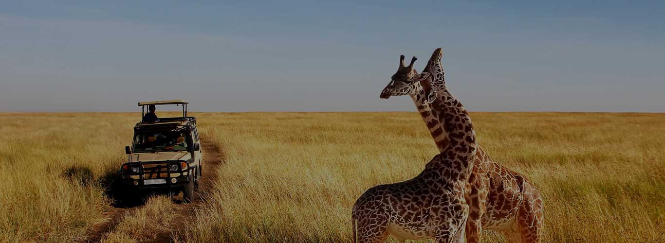 safari package image