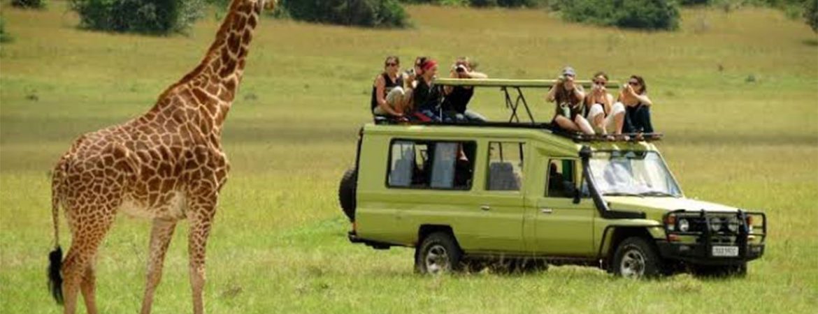 3 DAYS SAFARI TO LAKE MANYARA / NGORONGORO / TARANGIRE