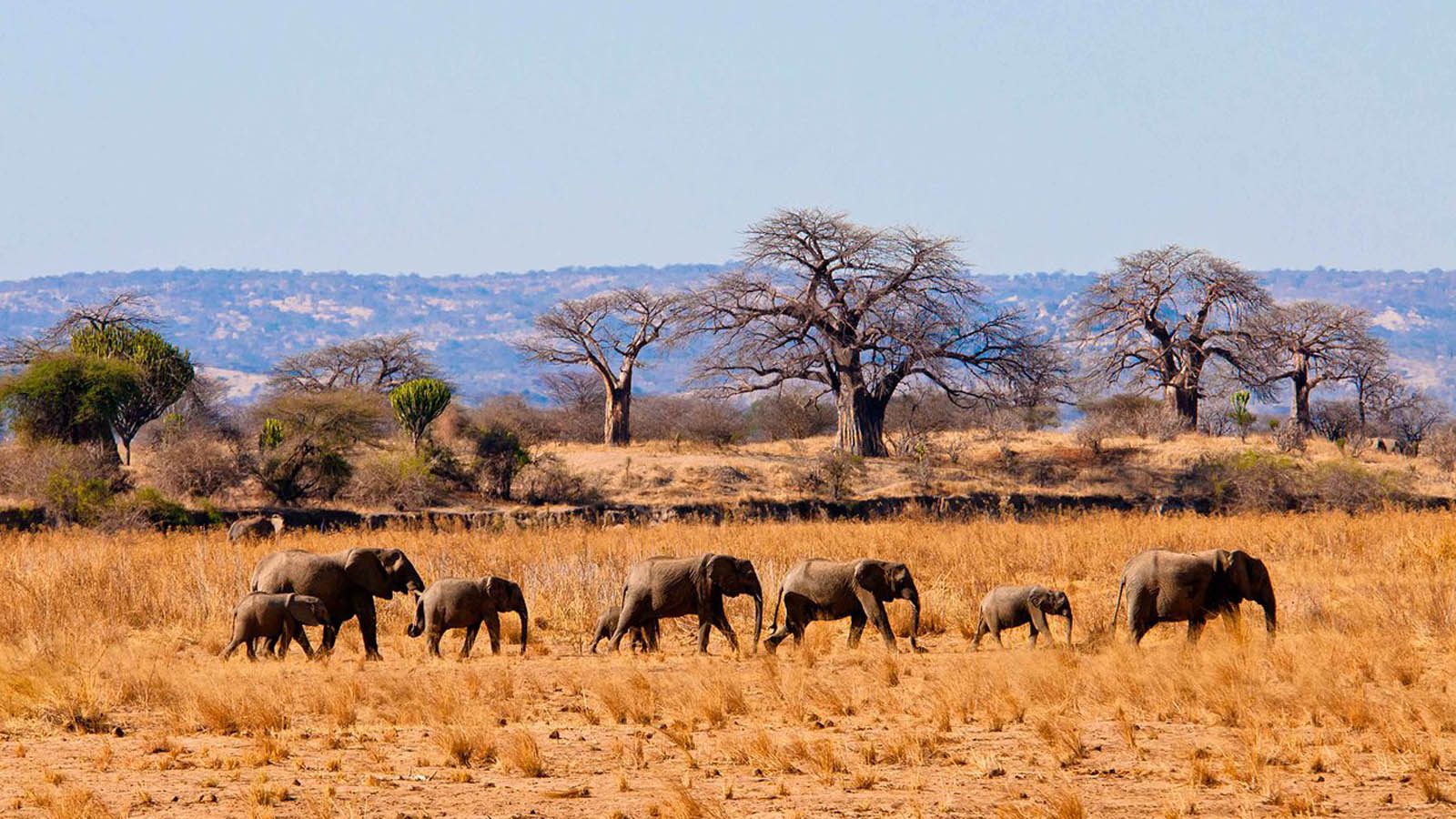 2 DAYS TRIP IN TARANGIRE NATIONAL PARK