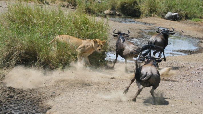 safari package image